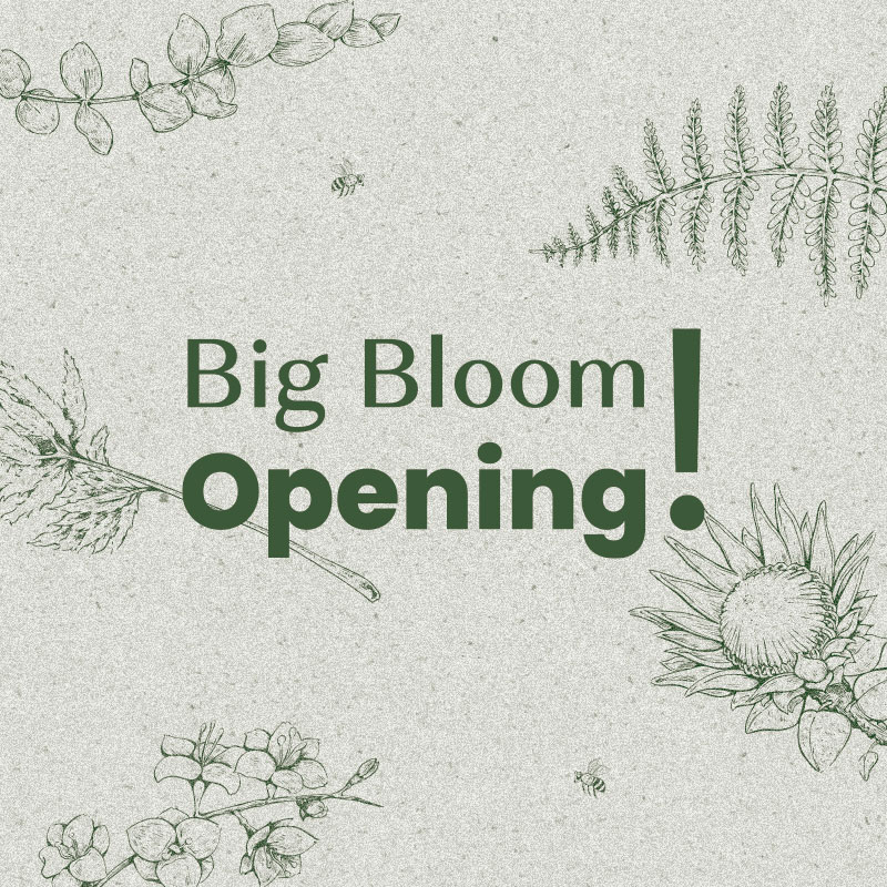 Big Bloom Opening!